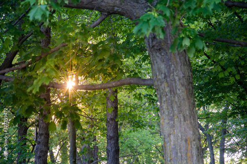 A mysterious vision of the sun hidden behind the trees in a green forest with sunbeams