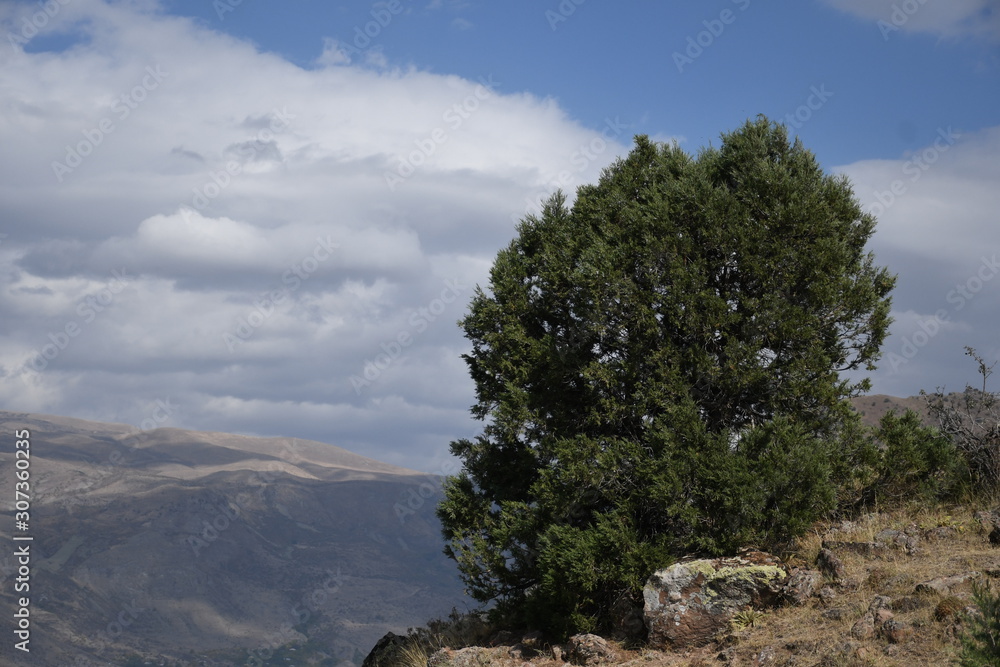green tree on top of a mountain