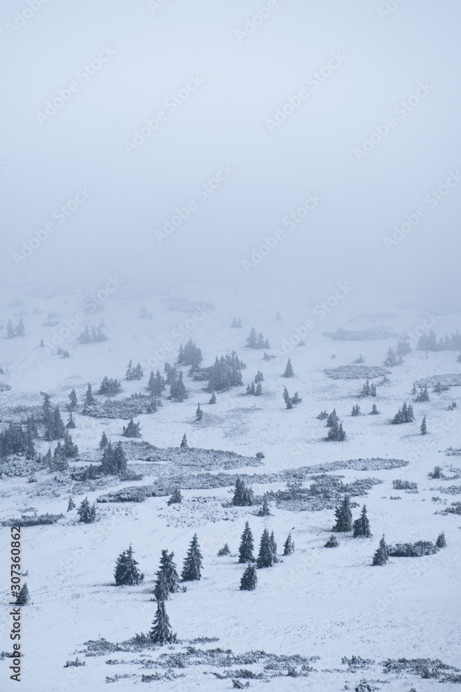 moody mountains. trees in the mountains