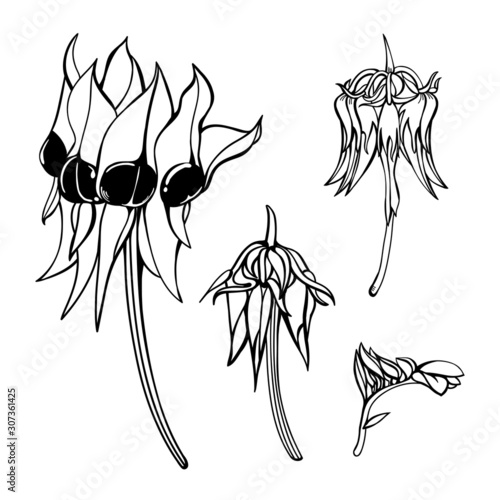 Hand-drawn Sturt Desert Pea Vector Wildflower Set