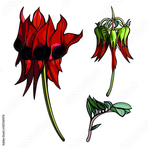 Sturt Desert Pea Vector Illustration Set