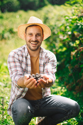 Young farmer harvesting brambles. Attractive young man at farm