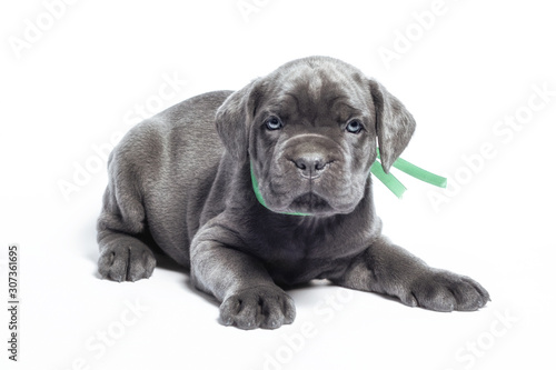 little puppy dog ​​of breed canecorso on a white background in isolation close up © Sofiia