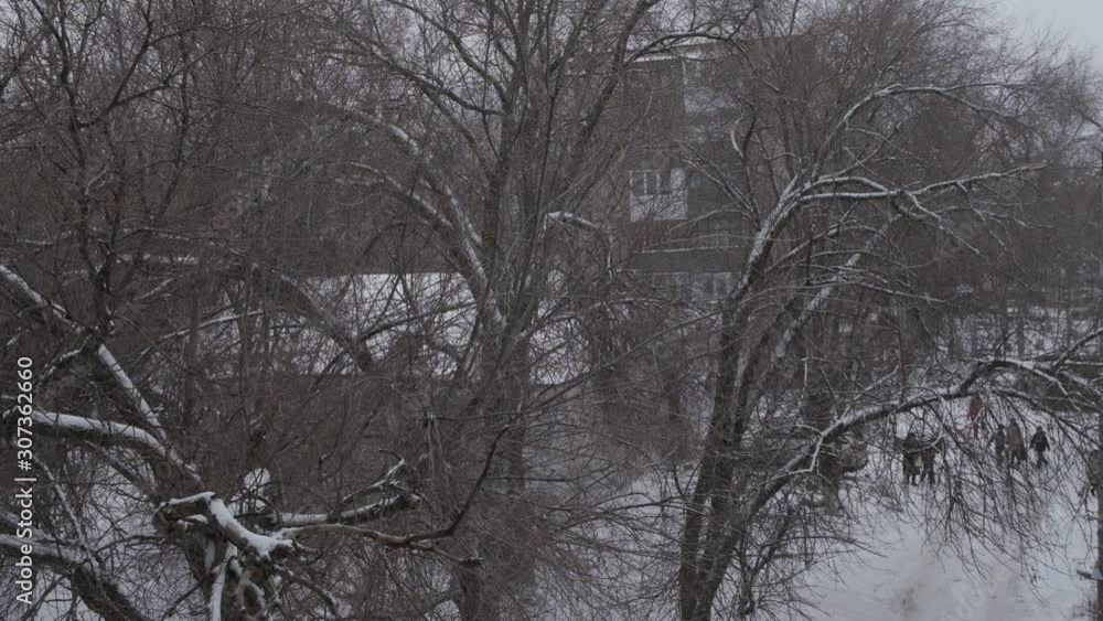 snowflakes slowly fall against the background of trees without foliage snowflakes slowly fall against the background of trees without foliage