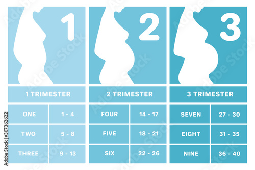 Pregnancy calendar by weeks, months, trimesters. Pregnancy infographics for woman, antenatal clinic, information brochure. Silhouette of a pregnant woman and text, vector illustration.