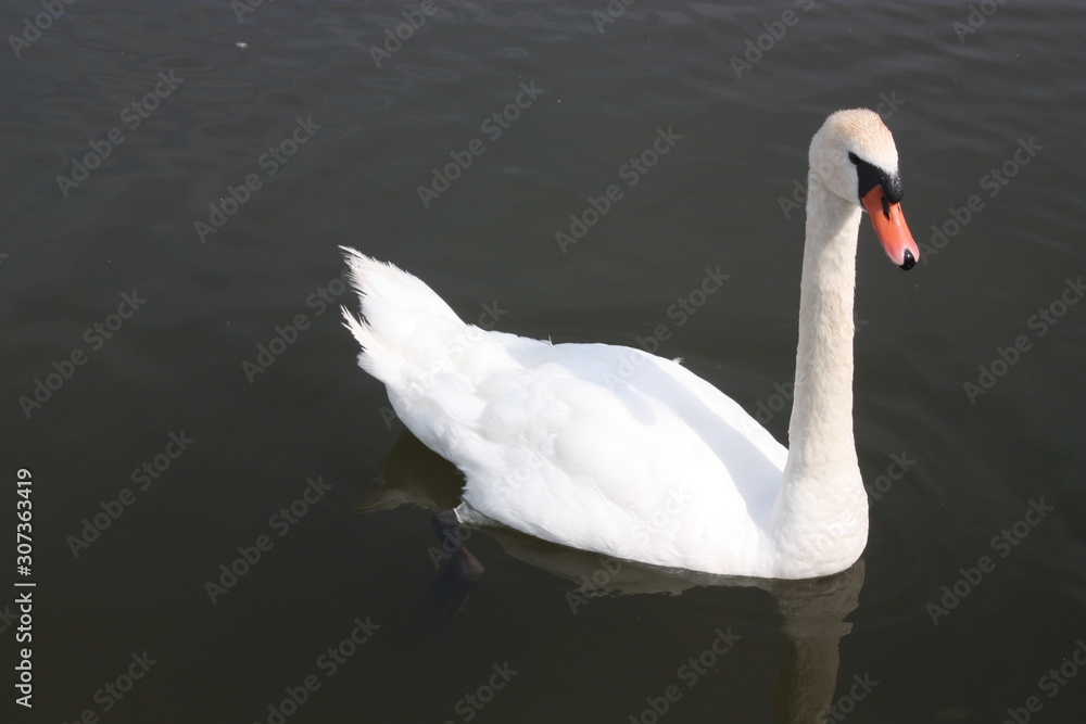 White Swan close-up floating on the calm water of the lake in Sunny weather and reflected in the water. White Swan close-up floating on the calm water of the lake in Sunny weather and reflected in the water.