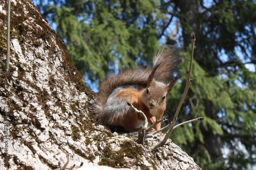 A fluffy squirrel sits full-face in summer on a white birch tree against a blurred background of green foliage and blue sky.