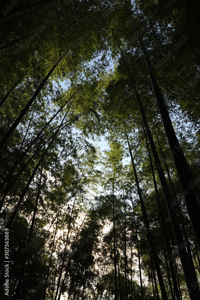 Obraz premium 竹林にかこまれた