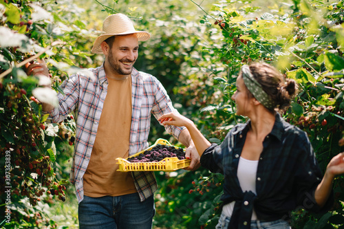 Billede på lærred Beautiful couple harvesting fruit at farm.