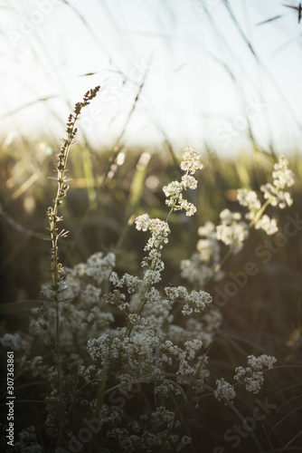 Beautiful wild hemlock growing outdoors in the sunset summer meadow, close up view