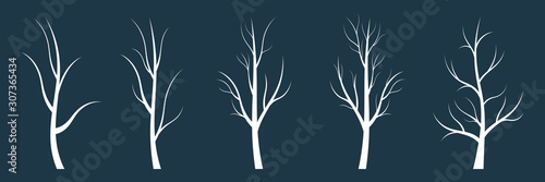 Silhouette winter naked tree without leaves.