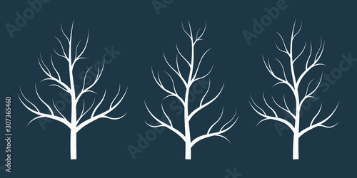 Silhouette winter naked tree without leaves.
