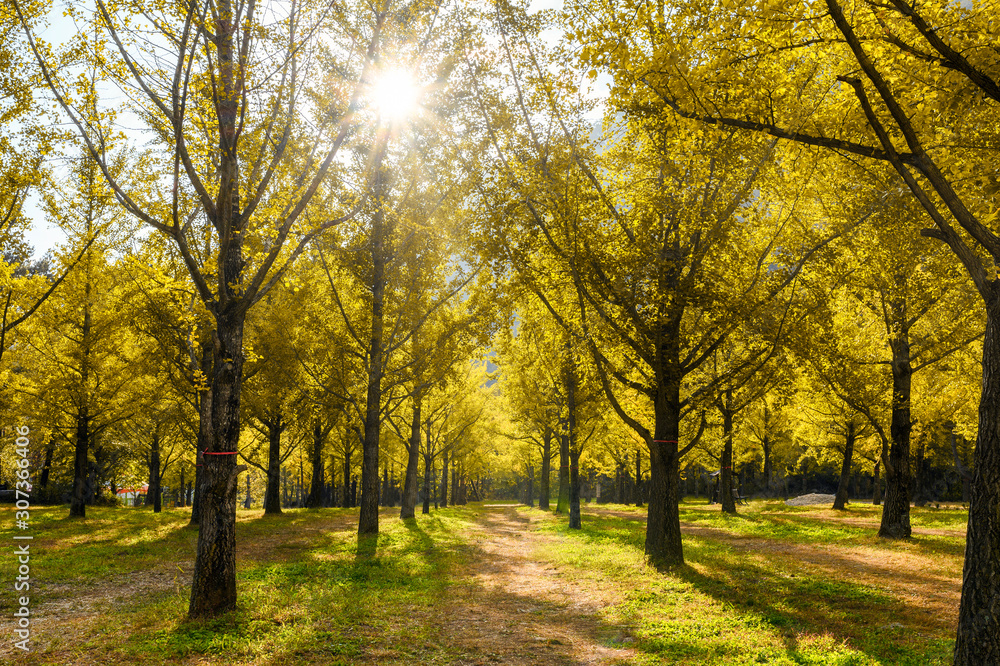 Ginkgo biloba trees in garden on autumn at Hongcheon, South Korea Ginkgo biloba trees in garden on autumn at Hongcheon, South Korea