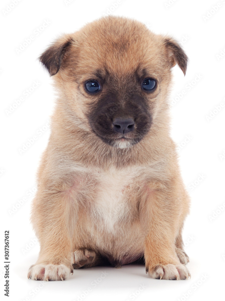 One little puppies. One little puppies.