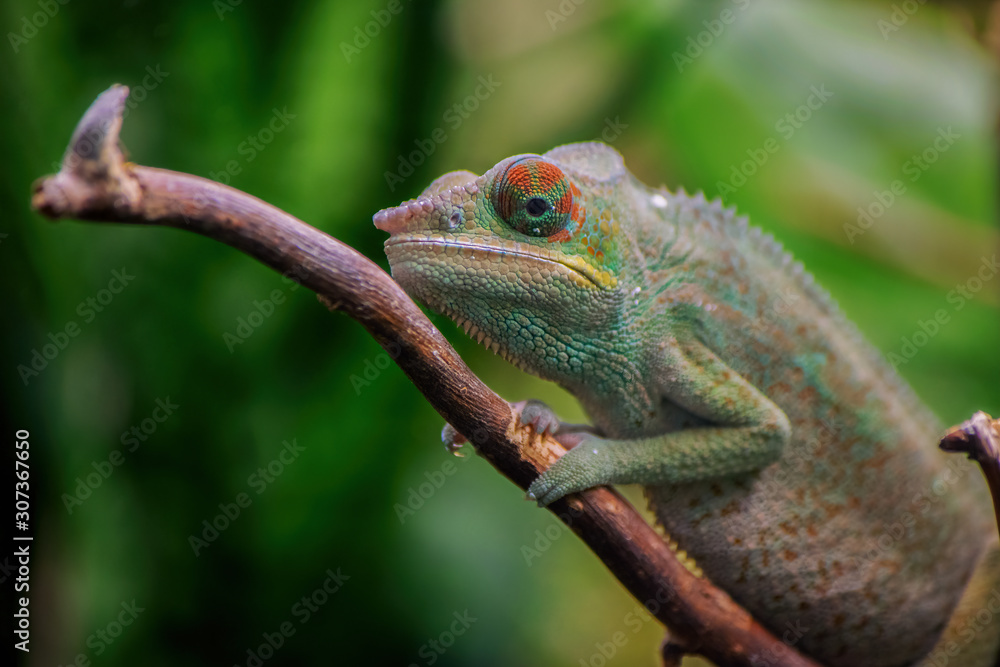 Obraz premium Panther chameleon (Furcifer pardalis)