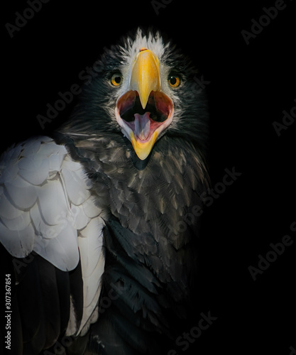 Steller s sea eagle  Haliaeetus pelagicus 