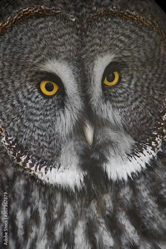 Great grey owl (Strix nebulosa)