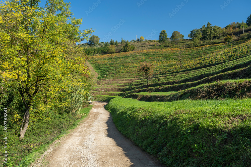 Fototapeta premium Vineyards in the park of Montevecchia and Curone, Italy, at fall