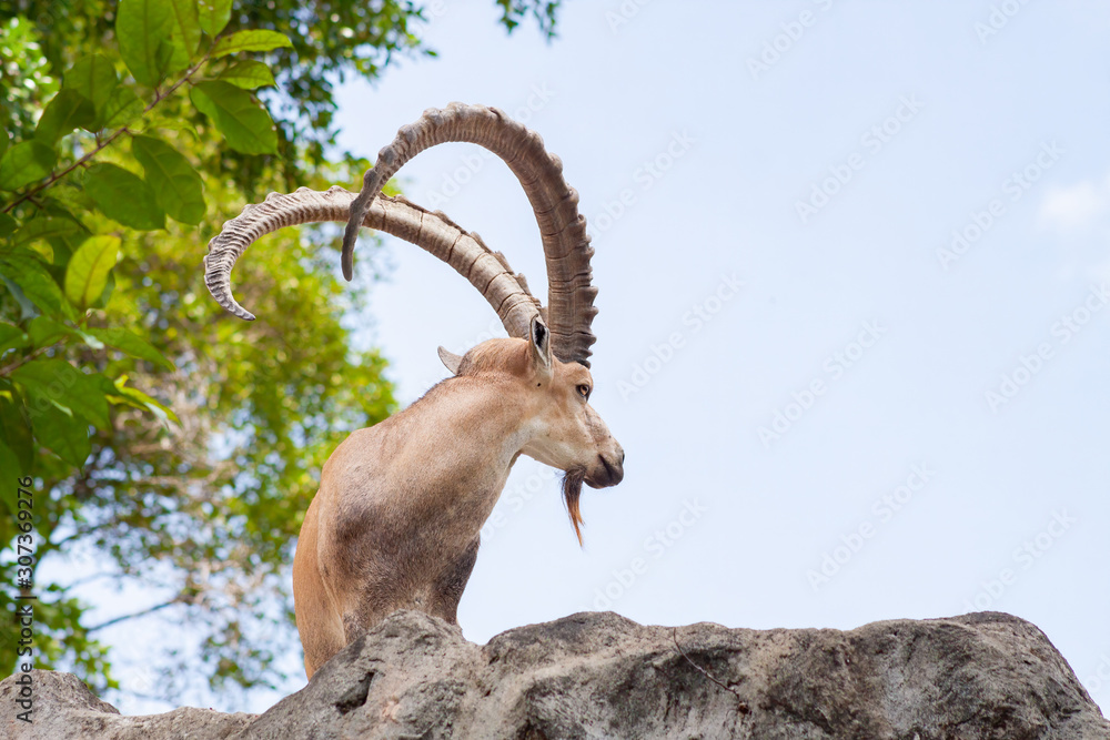 Male Ibex on a cliff showing side profile and full large horns and beard against blue sky Male Ibex on a cliff showing side profile and full large horns and beard against blue sky