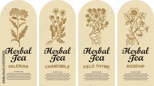 Set of four vector labels for various herbal tea decorated by hand-drawn herbs and calligraphic inscriptions with place for text in retro style. Valerian, Chamomile, Field thyme, Rosehip