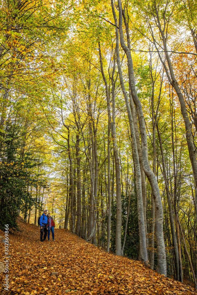 Nice beech forest in autumn in Spain, mountain Montseny