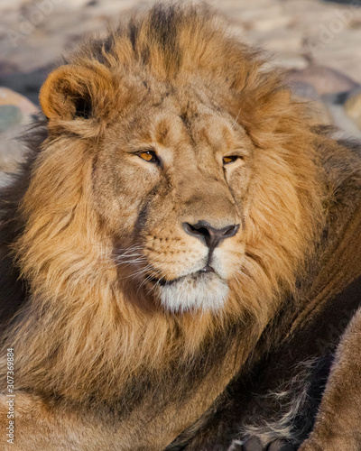Fototapeta Naklejka Na Ścianę i Meble -  lion male with chic mane portrait close-up.