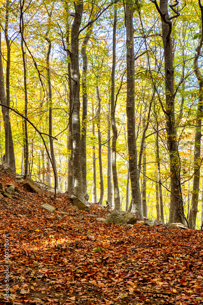 Nice beech forest in autumn in Spain, mountain Montseny Nice beech forest in autumn in Spain, mountain Montseny
