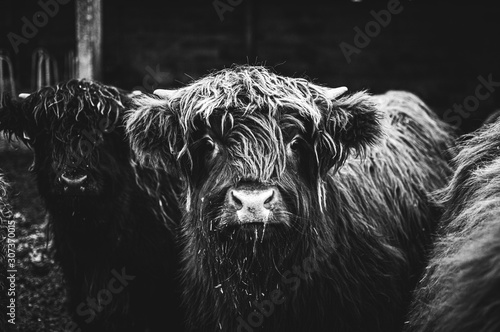 Black and white picture of Scottish Highland Cow in field looking at the camera, Ireland, England, suffolk. Hairy Scottish Yak. Brown hair, blurry background, added noise grain for artistic purpose. photo