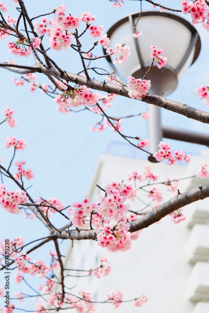 桜とランプ 桜とランプ