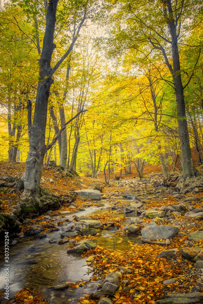Nice beech forest in autumn in Spain, mountain Montseny Nice beech forest in autumn in Spain, mountain Montseny