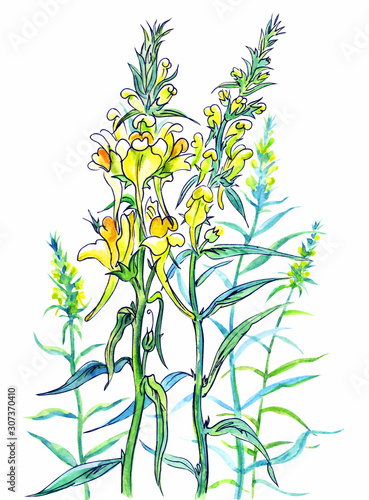 Wild snapdragon  forest plant  graphic drawing in watercolor  botanical illustration on a white background  isolated.