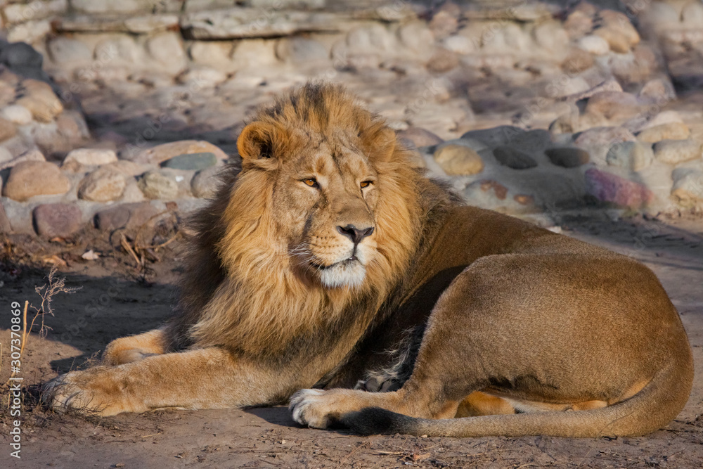 powerful lion male with a chic mane consecrated by the sun. powerful lion male with a chic mane consecrated by the sun.