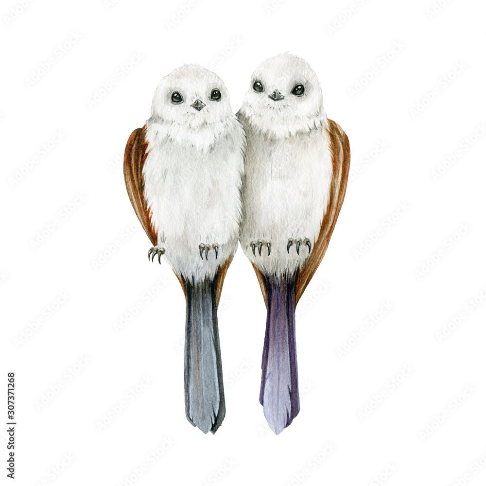 Long-tailed tit birds watercolor illustration. Hand drawn couple of ...