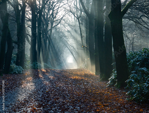 rays of sun in the forest