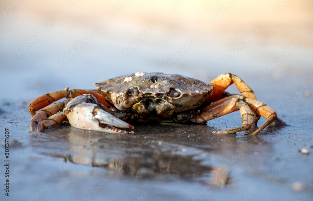 Strandkrabbe Close Up auf Insel Borkum, Nordsee Tiere Strand