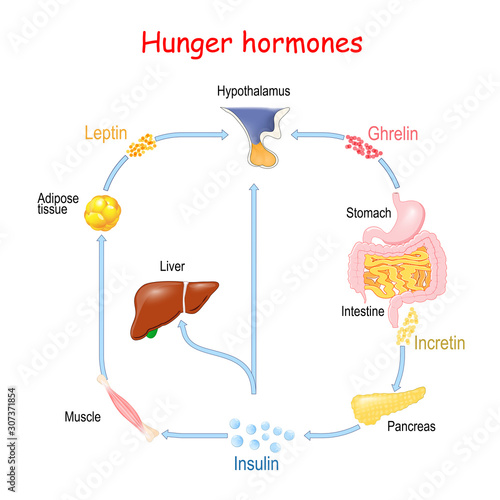 Hunger hormones (Insulin, Ghrelin, Incretin, and Leptin).