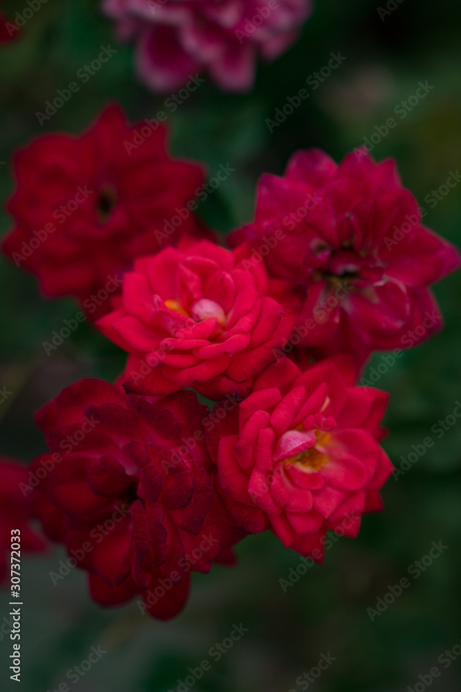 Red roses in the garden