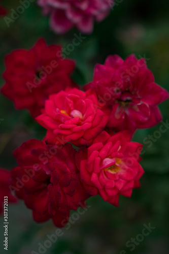 Red roses in the garden © fahadee
