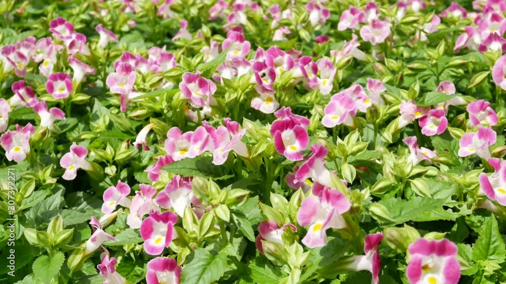 Summer garden with beautiful flowers and honeybee. Summer garden with beautiful flowers and honeybee.