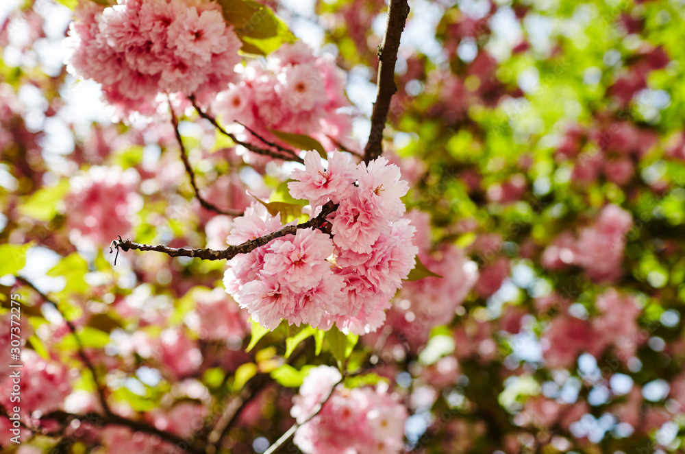 Beautiful cherry blossom. Fresh spring background on nature outdoors Beautiful cherry blossom. Fresh spring background on nature outdoors