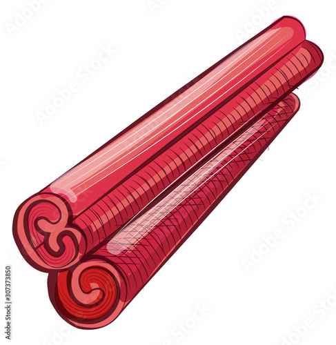 Cinnamon twist stick, drawing view of coffee aroma ingredient, involute canella symbol, element of cooking java drink, eating or drinking, tasty vector