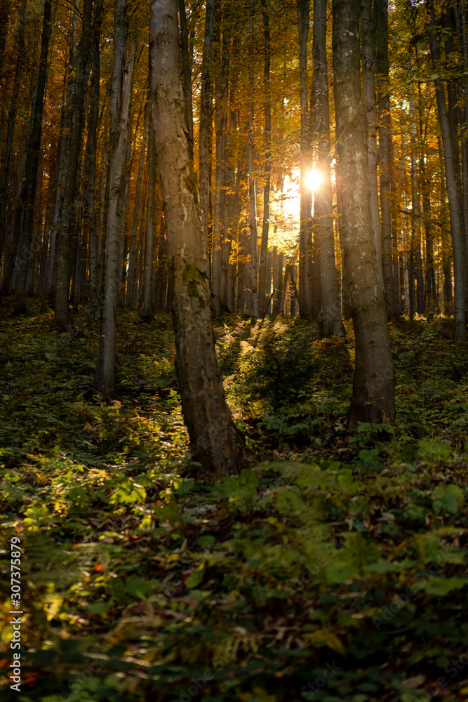 Obraz premium Sunset behind tree in the forest