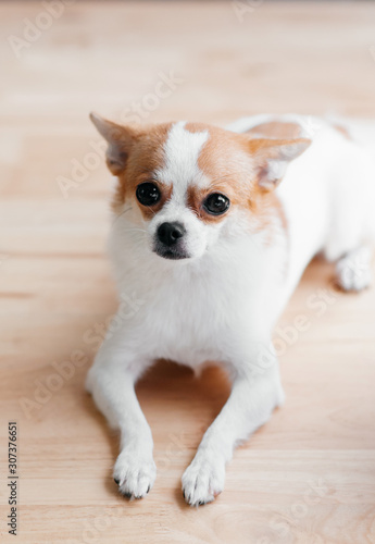 Cute young soft hair Chihuahua dog looking to camera