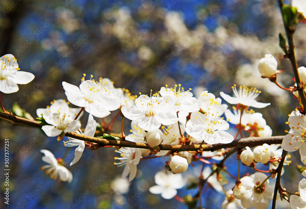 Obraz premium Spring blooming cherry tree branch