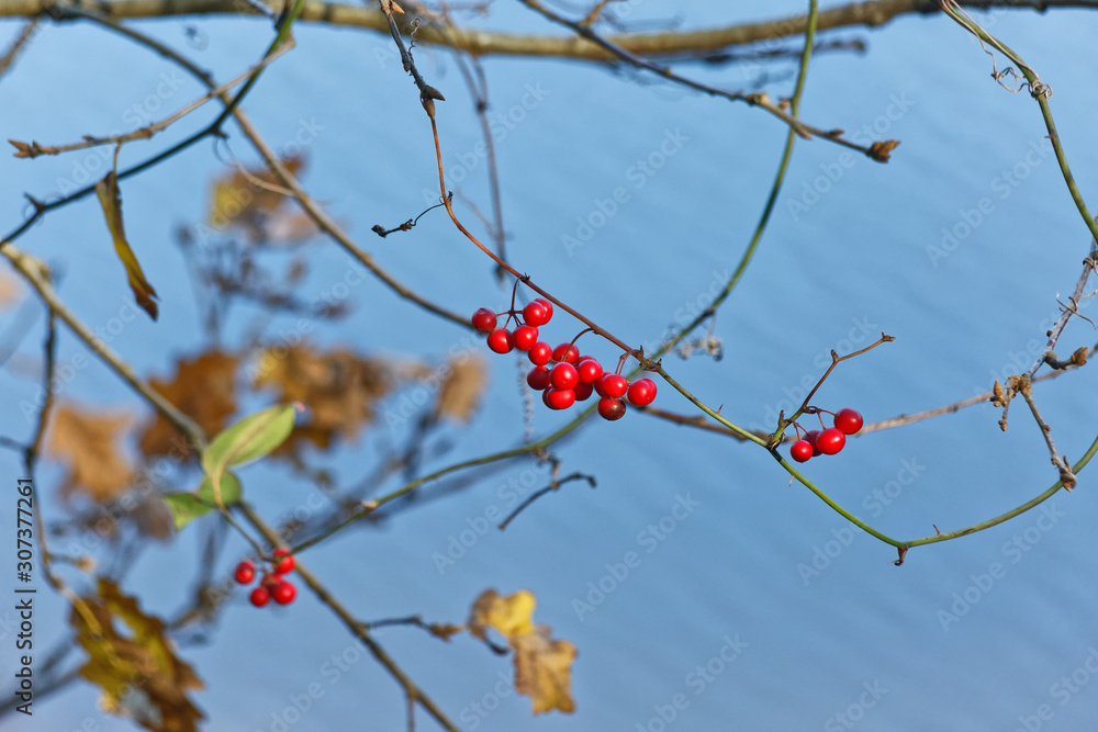 Natural Christmas berries in the wild with blurry water background. Latin name is Ardisia Crenata. Natural Christmas berries in the wild with blurry water background. Latin name is Ardisia Crenata.