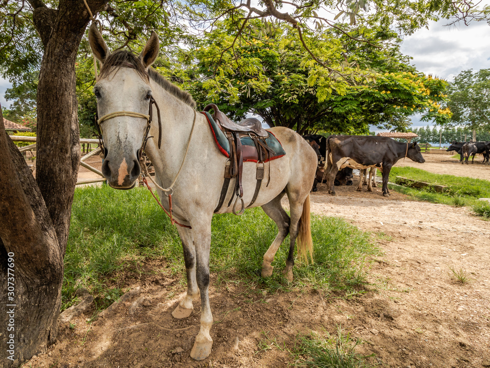 farm horse resting under a tree farm horse resting under a tree