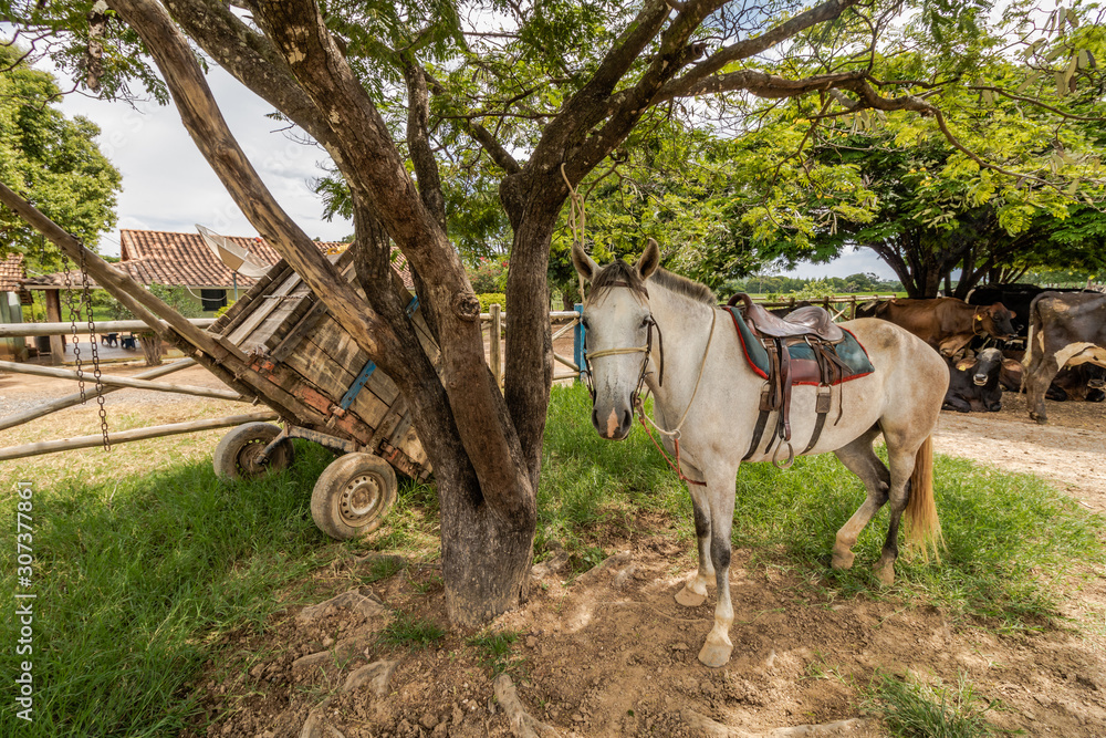 farm horse resting under a tree farm horse resting under a tree