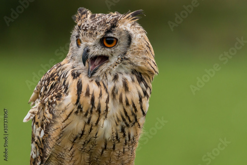 great horned owl © Karin