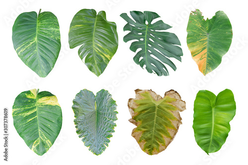 Set of Monstera plant, tropical leaf isolated on white background. clipping path included