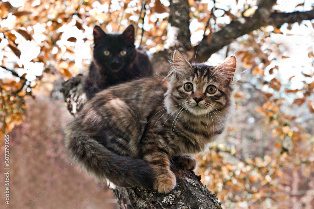 Obraz premium Scared tabby and s kittens are sitting on a branch on apple tree
